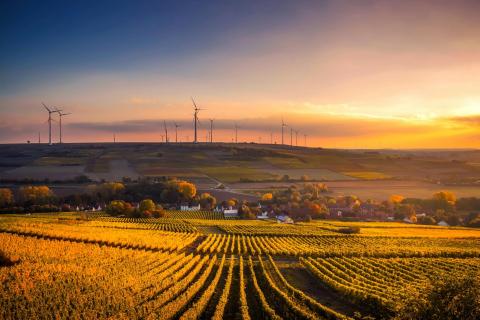 Field with wind turbines in the background 